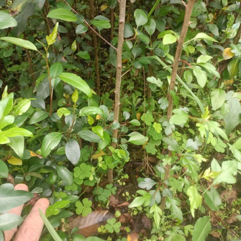 棠梨苗，梨树嫁接占木