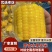 即食水果玉米大量有货一手货源品质保证服务周到产地直销