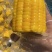 即食水果玉米大量有货一手货源品质保证服务周到产地直销