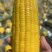 即食水果玉米大量有货一手货源品质保证服务周到产地直销