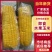 即食水果玉米大量有货一手货源品质保证服务周到产地直销