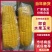 即食水果玉米大量有货一手货源品质保证服务周到产地直销