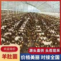 头茬羊肚菌产地直供量大从优欢迎各大采购上前来洽谈