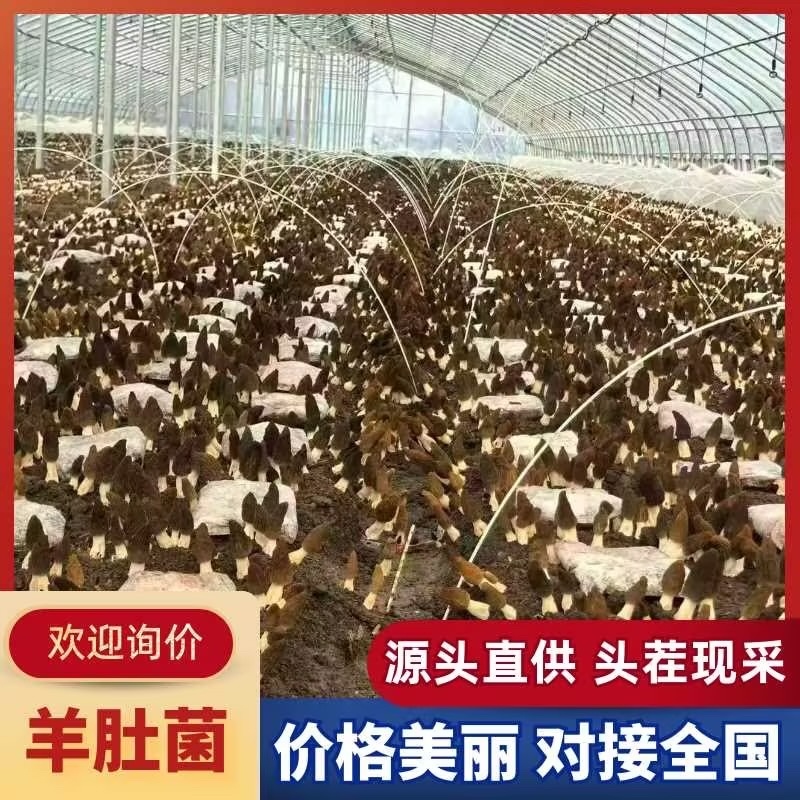头茬羊肚菌产地直供量大从优欢迎各大采购上前来洽谈