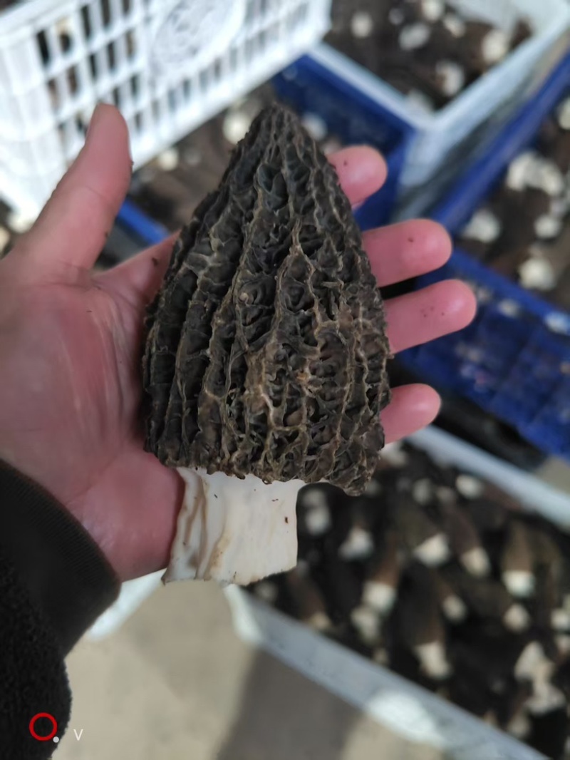 头茬羊肚菌产地直供量大从优欢迎各大采购上前来洽谈