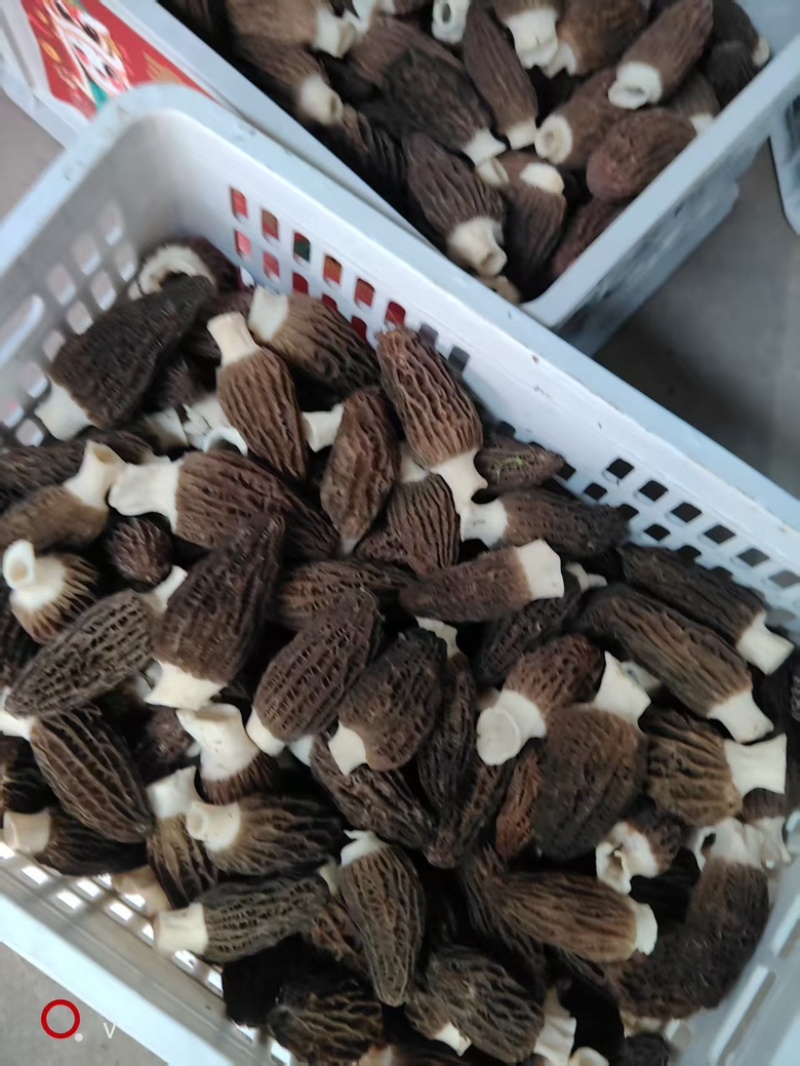头茬羊肚菌产地直供量大从优欢迎各大采购上前来洽谈