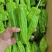 广东精品芜湖椒、薄皮椒、苏椒,基地现摘直发;全国供应。