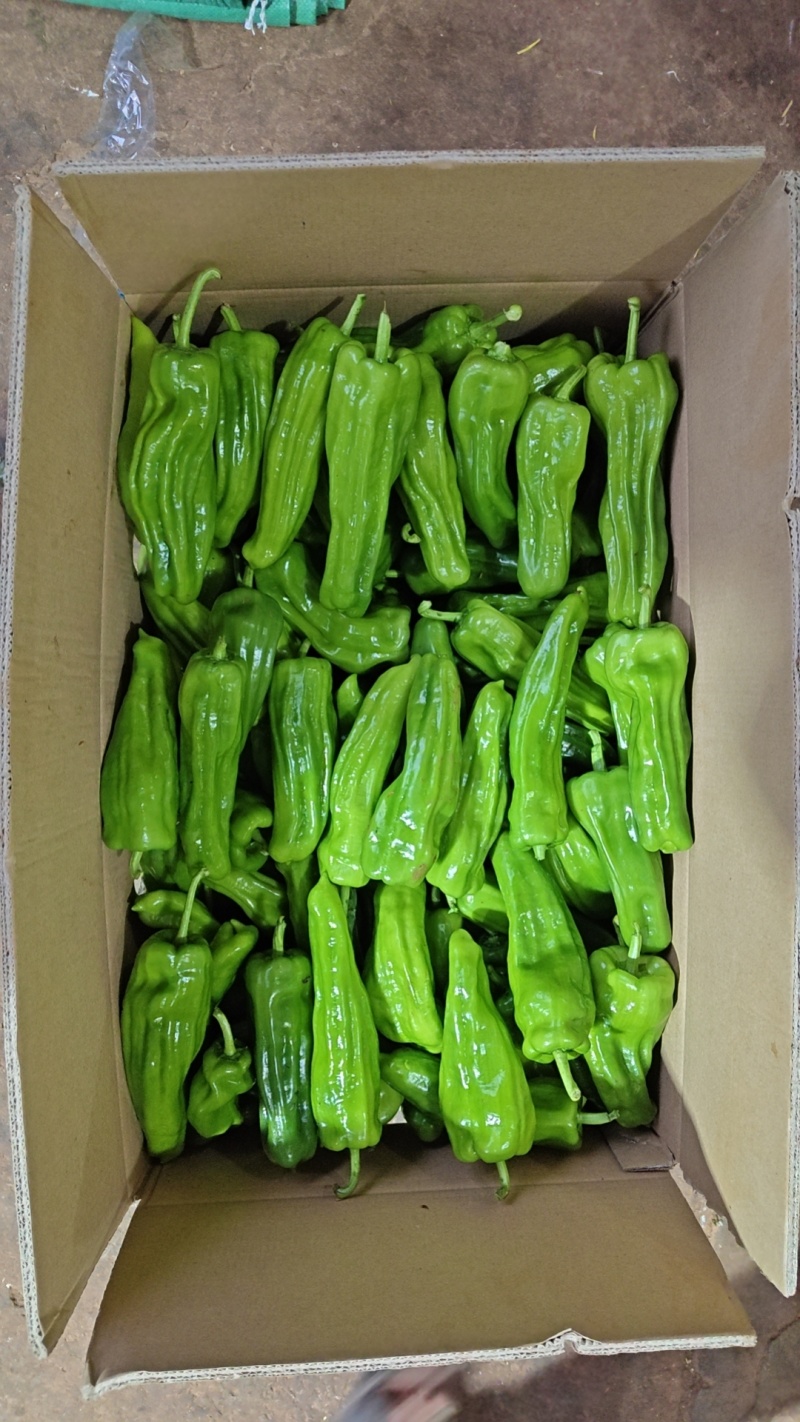 广东精品芜湖椒、薄皮椒、苏椒，基地现摘直发；全国供应。
