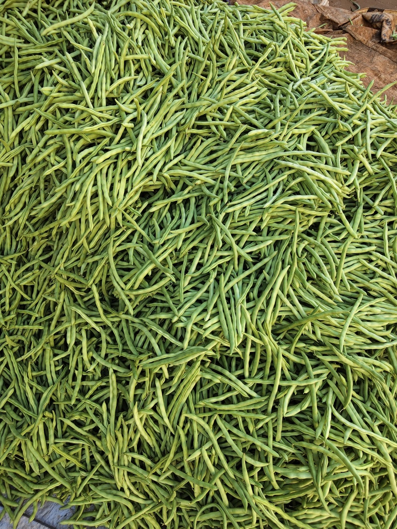 广东精品四季豆，无虫眼，产地直发，支持配车，全国供应。