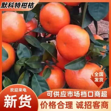 【精品】重庆万州默科特柑橘产地直发果型好可对接各大渠道