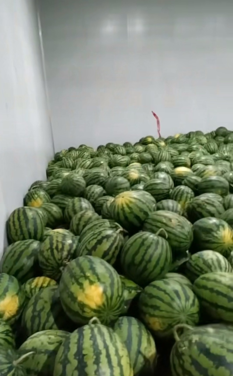 精选云南西瓜甜王西瓜基地一手货源量大从优供全国