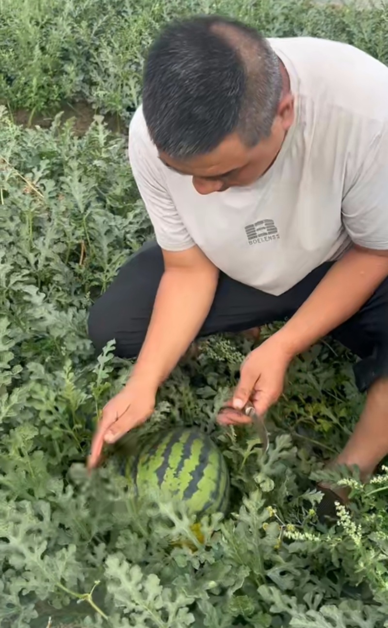 精选云南西瓜甜王西瓜基地一手货源量大从优供全国