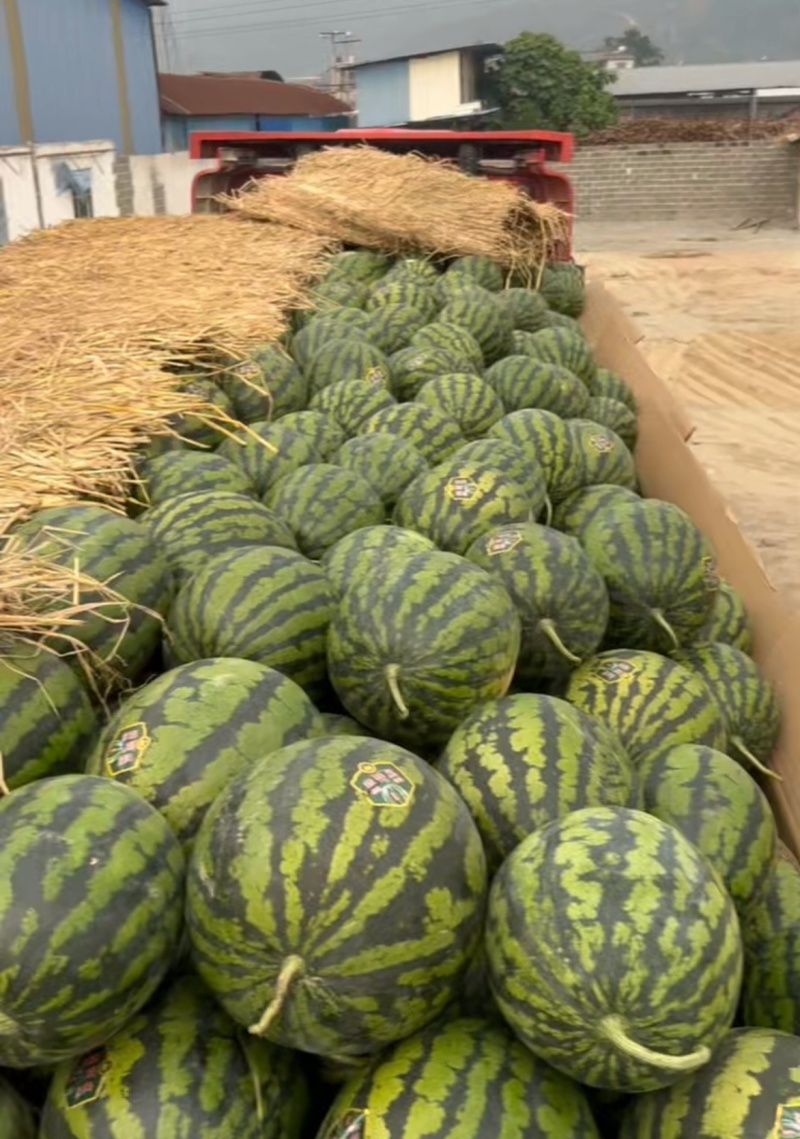 精选云南西瓜甜王西瓜基地一手货源量大从优供全国