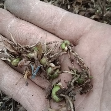 直播白芨苗