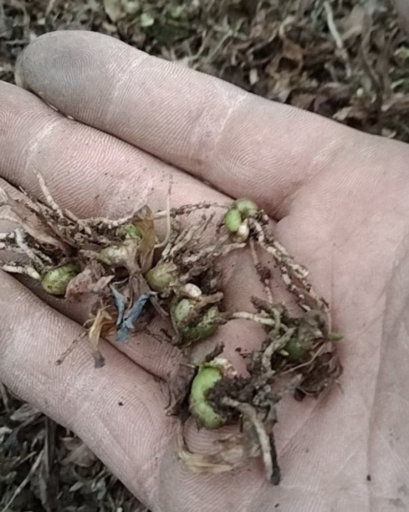 直播白芨苗