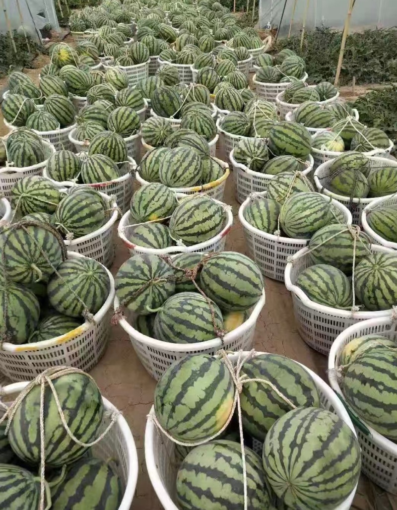 推荐云南西瓜美都麒麟瓜美都西瓜货源充足实力代发全