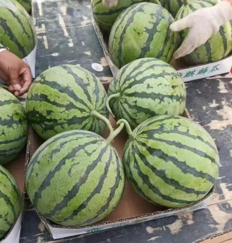热卖中云南西瓜美都西瓜无籽西瓜货源充足欢迎联系订