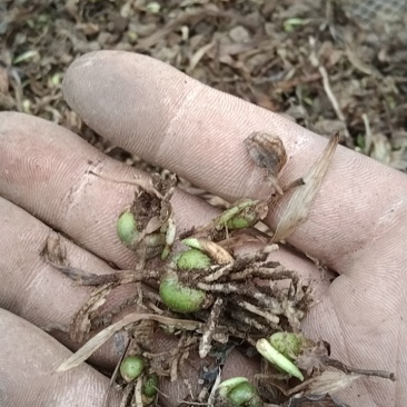 直播白芨苗
