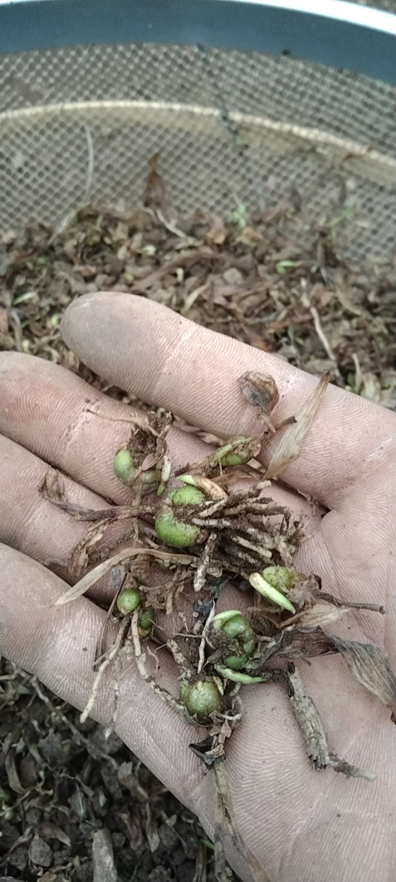 直播白芨苗