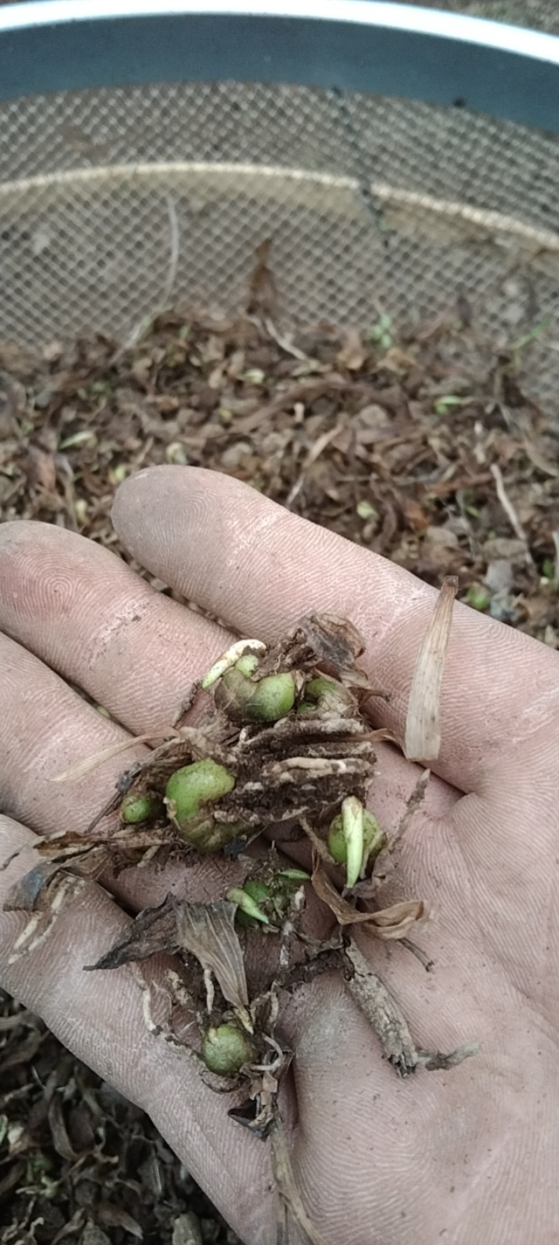 直播白芨苗
