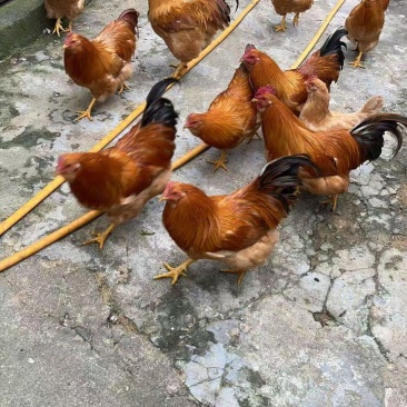 胡须鸡