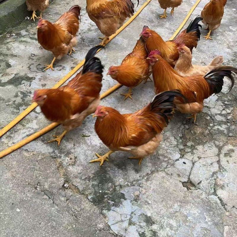 胡须鸡
