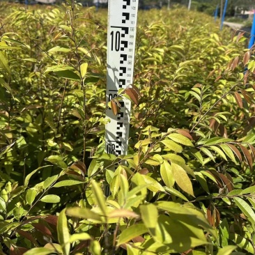 红椎自家基地自产自销一手货源量大价格便宜
