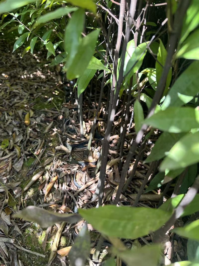 红椎自家基地自产自销一手货源量大价格便宜