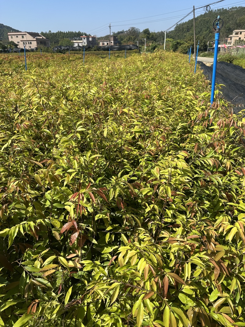 红椎自家基地自产自销一手货源量大价格便宜