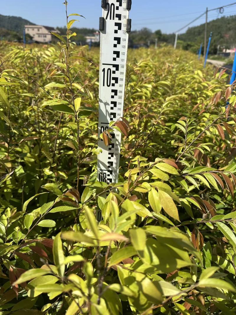 红椎自家基地自产自销一手货源量大价格便宜