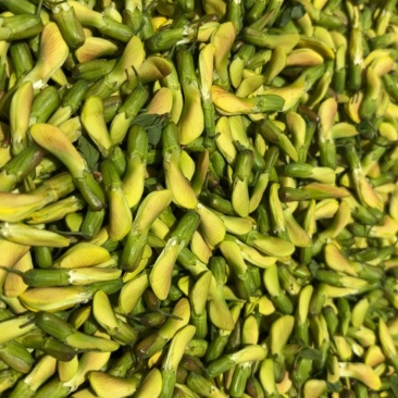精品食用金雀花