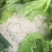 精品有机菜花