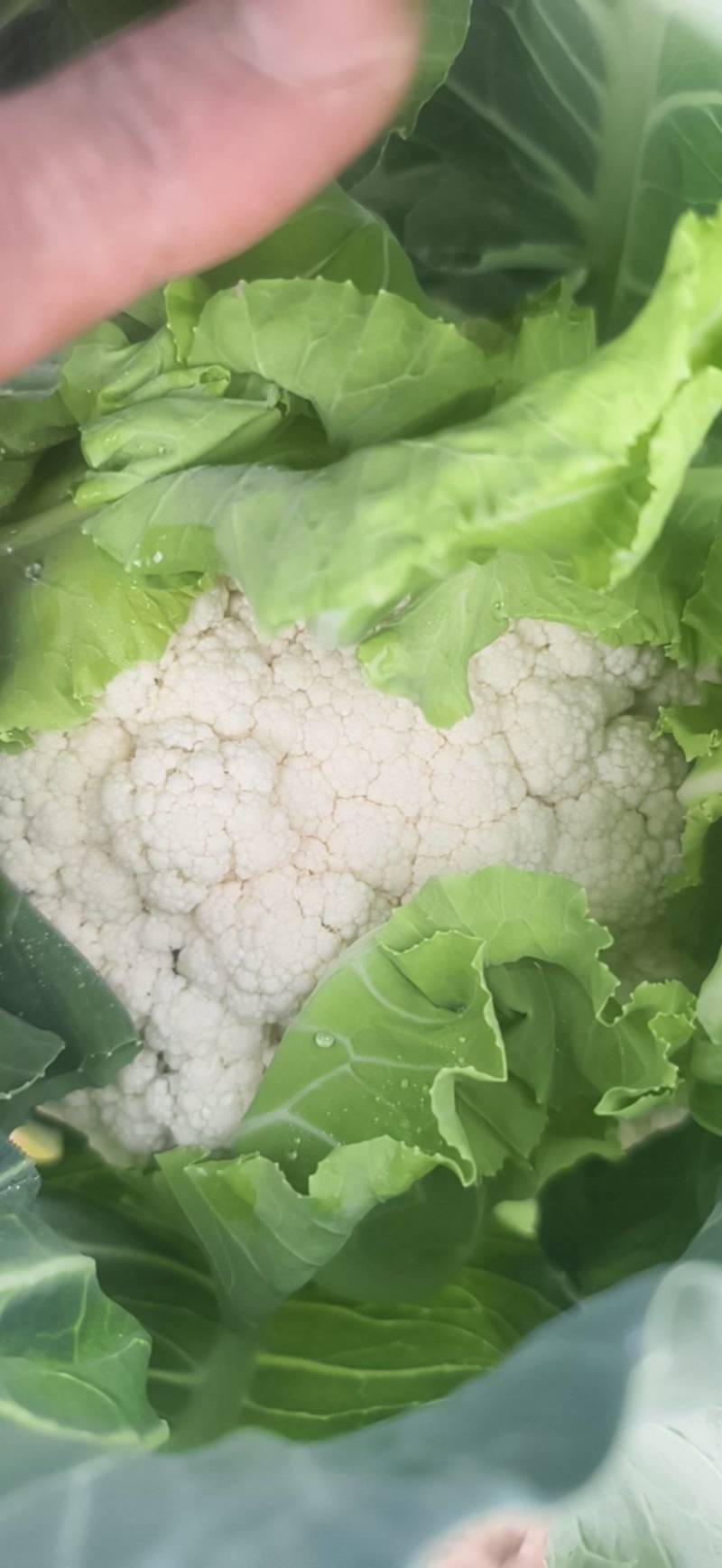 精品有机菜花