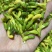 精品食用金雀花