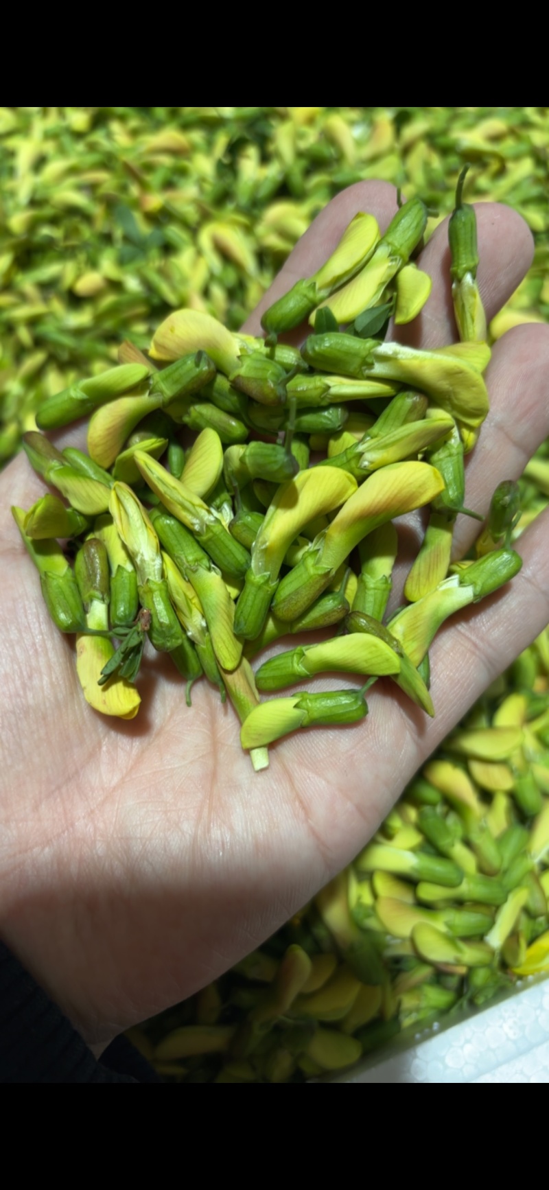 精品食用金雀花