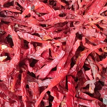干辣椒（二荆条）