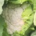 精品有机菜花