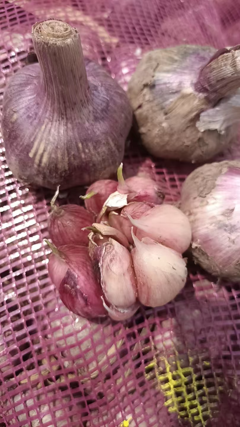 【推荐】云南紫皮大蒜/鲜大蒜/视频看货/诚信经营/电询