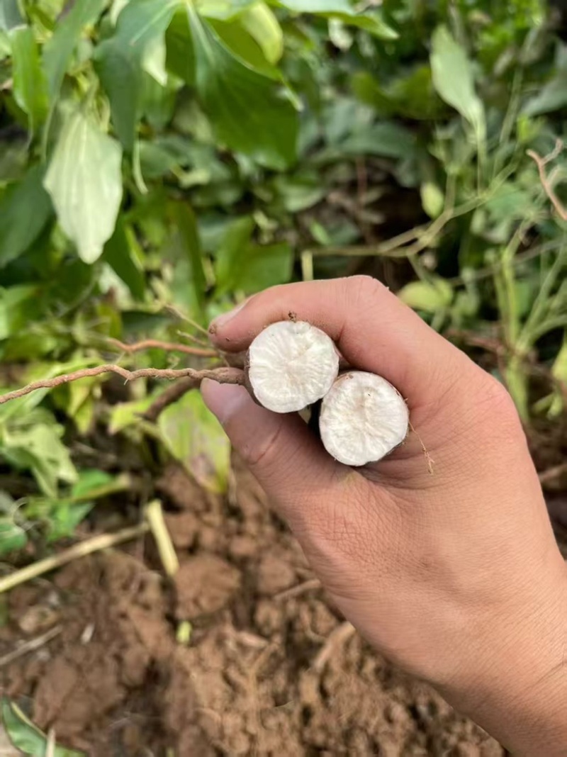 白芍苗药用芍药苗一年量大优惠基地直发药材芍药