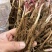 白芍苗药用芍药苗一年量大优惠基地直发药材芍药