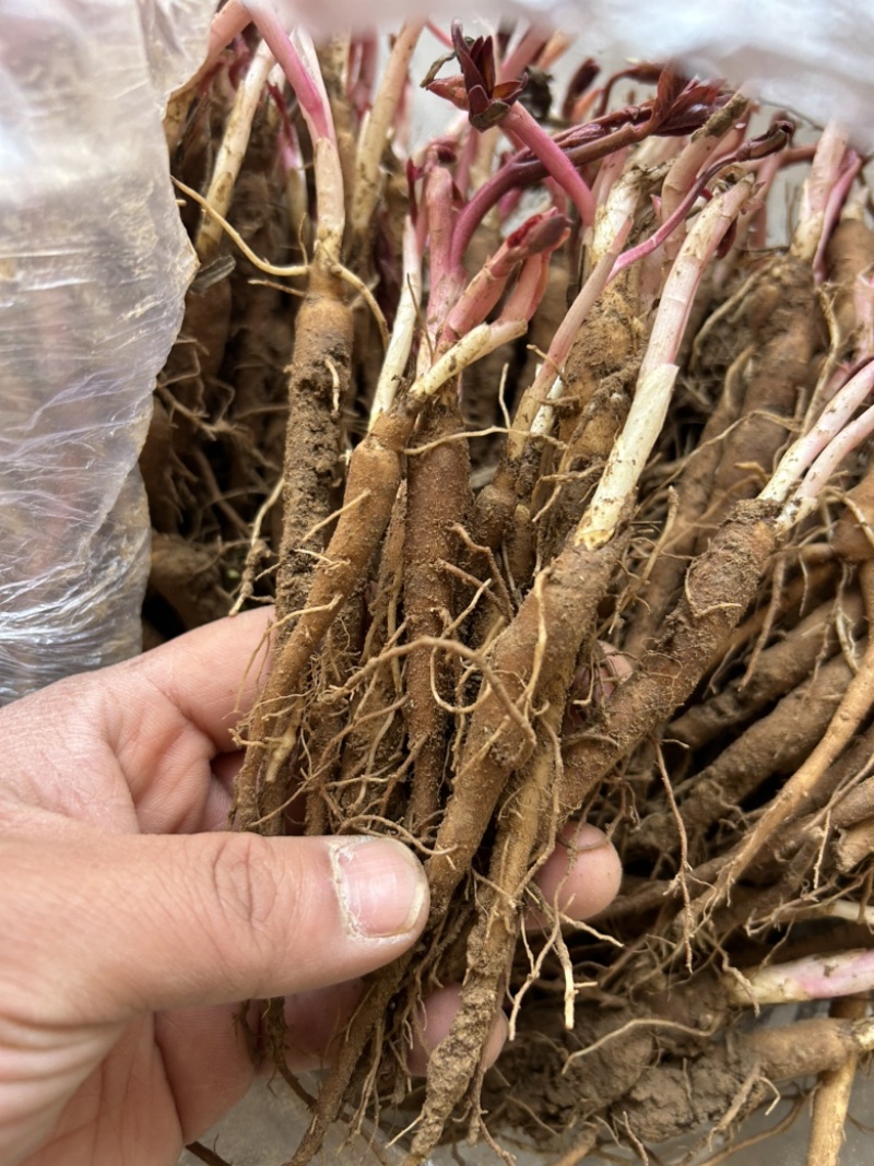 白芍苗药用芍药苗一年量大优惠基地直发药材芍药