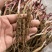 白芍苗药用芍药苗一年量大优惠基地直发药材芍药