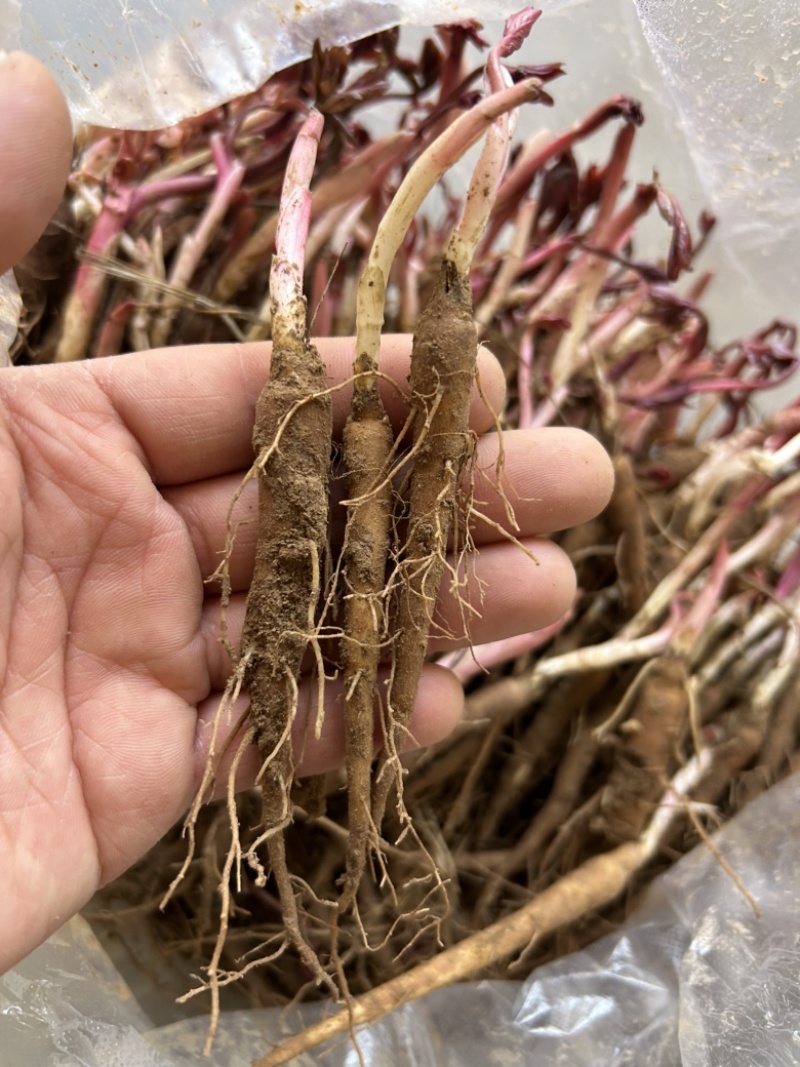 白芍苗药用芍药苗一年量大优惠基地直发药材芍药