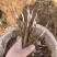 白芍苗药用芍药苗一年量大优惠基地直发药材芍药