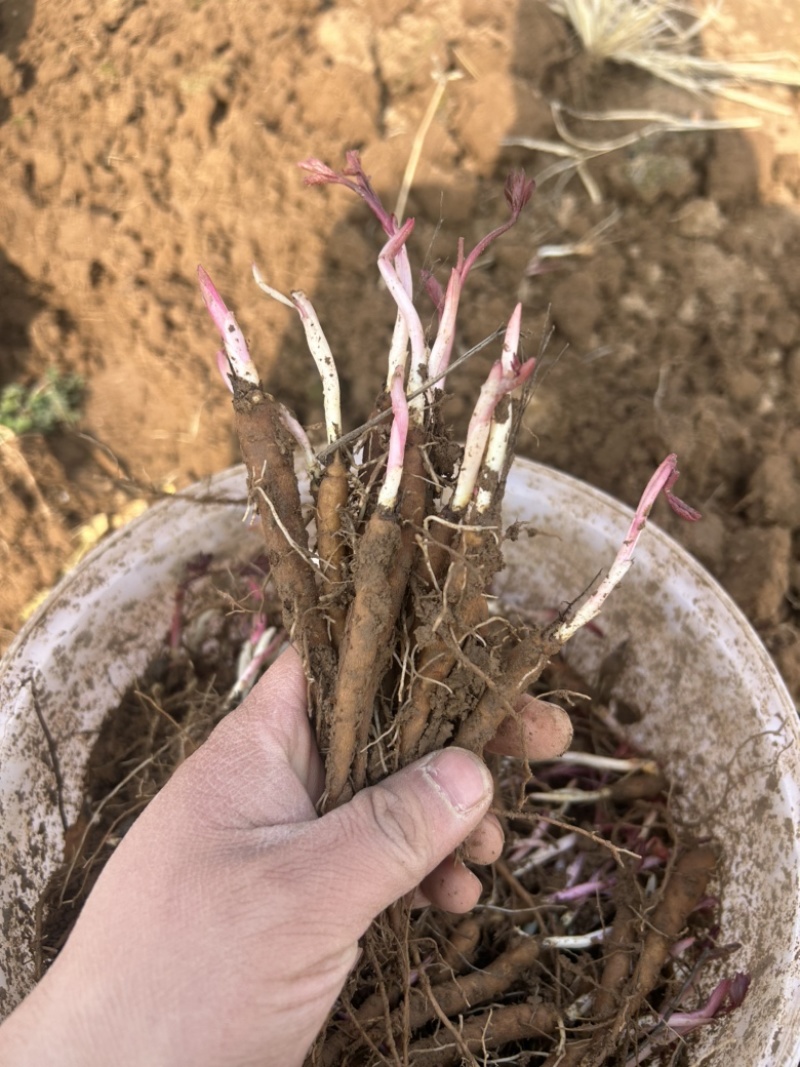 白芍苗药用芍药苗一年量大优惠基地直发药材芍药