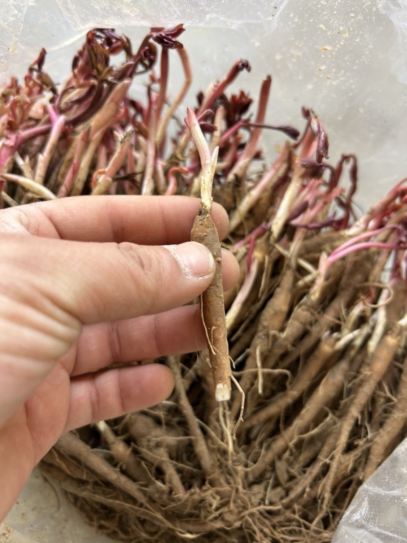 白芍苗药用芍药苗一年量大优惠基地直发药材芍药