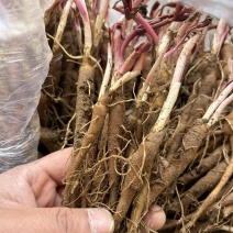 白芍苗药用芍药苗一年量大优惠基地直发药材芍药