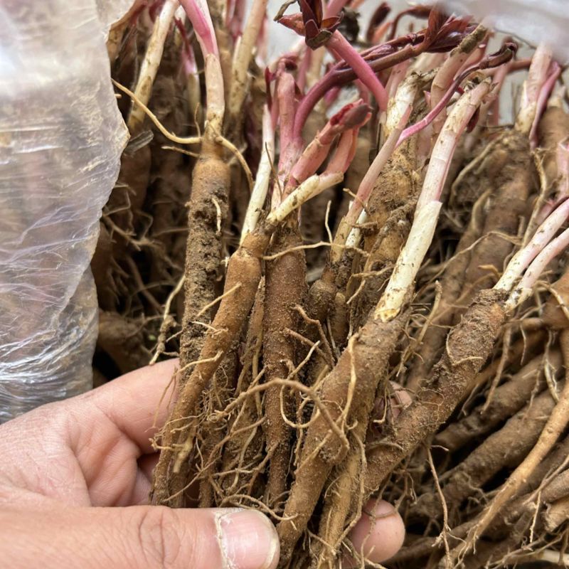 白芍苗药用芍药苗一年量大优惠基地直发药材芍药