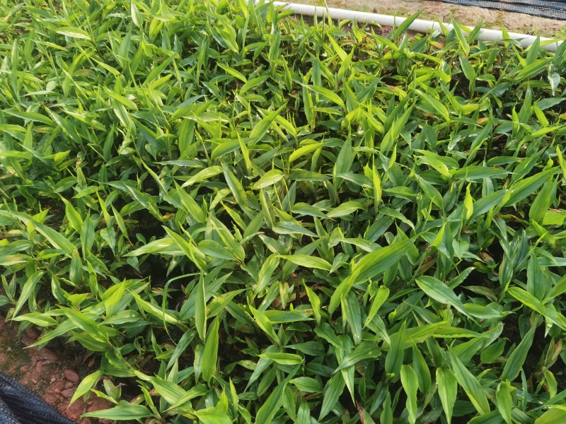 益智苗
