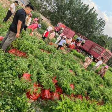 河南民权誉威紫穗槐种植基地
